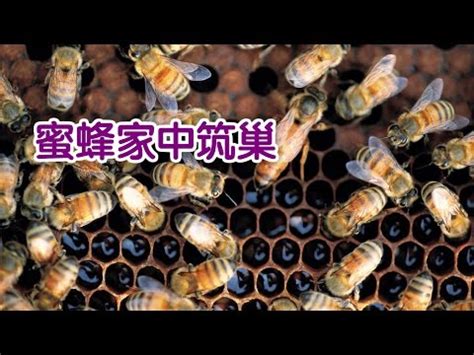 蜜蜂在家築巢 風水|蜜蜂築巢：吉兆還是凶兆？